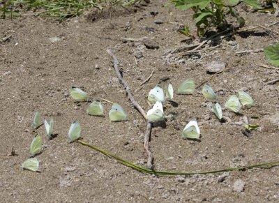CabbageWhiteButterfly12R.jpg