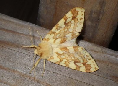 SpottedTussockMoth1.jpg