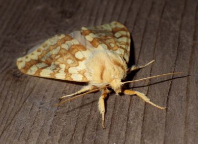 SpottedTussockMoth2.jpg