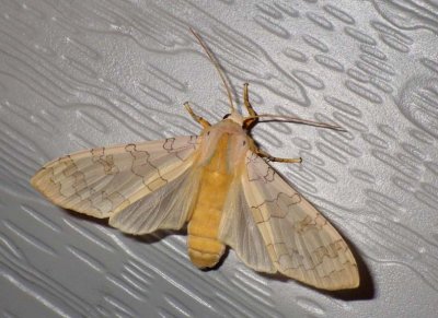 BandedTussockMoth6.jpg