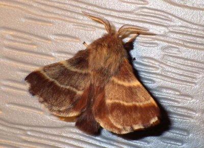 EasternTentCaterpillarMoth1.jpg