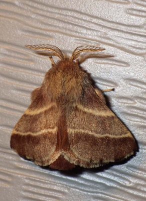 EasternTentCaterpillarMoth2.jpg