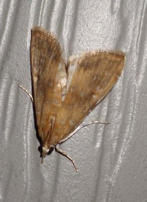 WaterLilyBorerMoth2.jpg