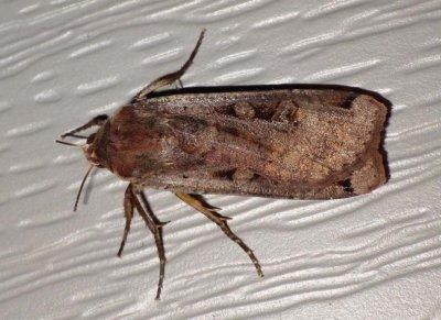 CutwormMoth2.jpg