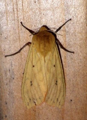 IsabellaTigerMoth1.jpg