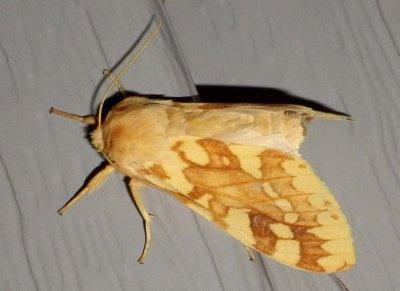 SpottedTussockMoth5.jpg