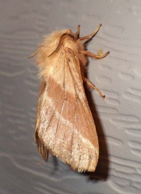 ForestTentCaterpillarMoth3.jpg