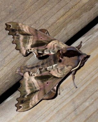 BlindedSphinxMoth15.jpg