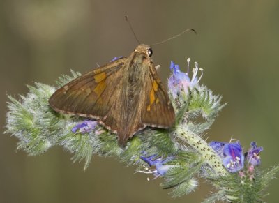 SilverSpottedSkipper22R.jpg