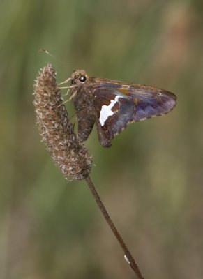 SilverSpottedSkipper23R.jpg