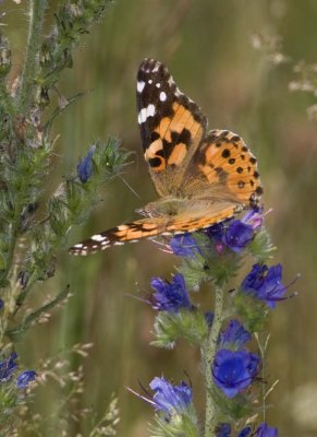 PaintedLady29R.jpg