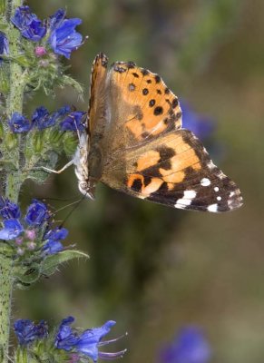 PaintedLady37R.jpg