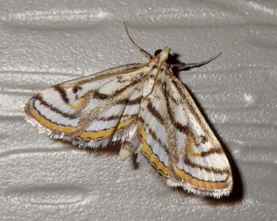 ChestnutMarkedPondweedMoth1.jpg