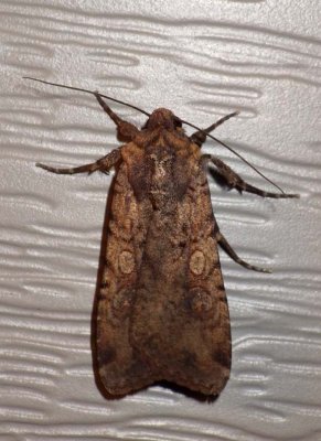 CutwormMoth4.jpg