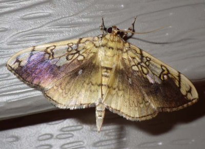 BasswoodLeafrollerMoth1.jpg