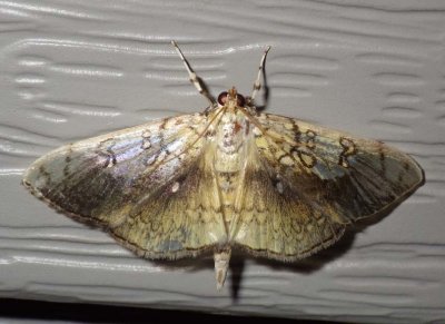 BasswoodLeafrollerMoth2.jpg