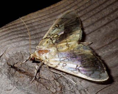 BasswoodLeafrollerMoth3.jpg