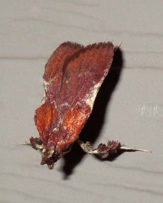 BoxwoodLeaftierMoth2.jpg