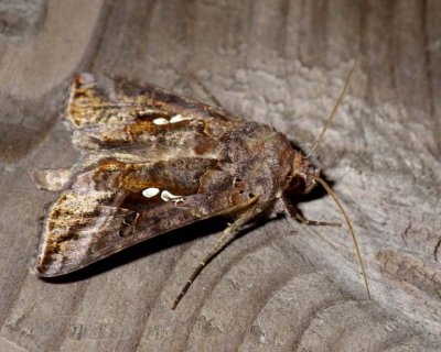 CommonLooperMoth7.jpg