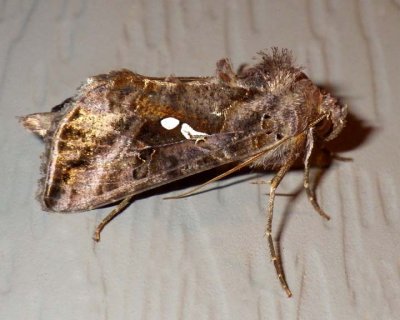 CommonLooperMoth9.jpg