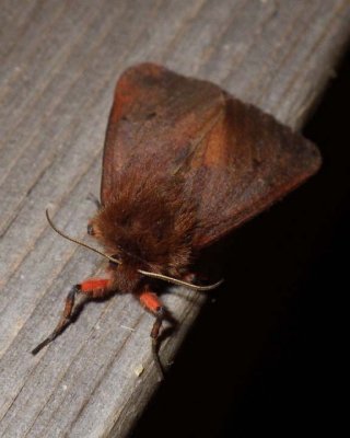 RubyTigerMoth2.jpg