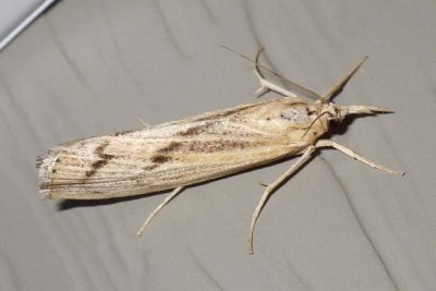 SodWebworm3.jpg