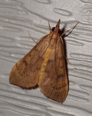 MintRootBorerMoth1.jpg