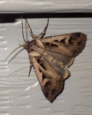 TricoseDartMoth1.jpg