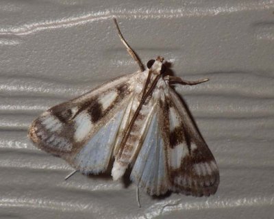 PolymorphicPondweedMoth1.jpg