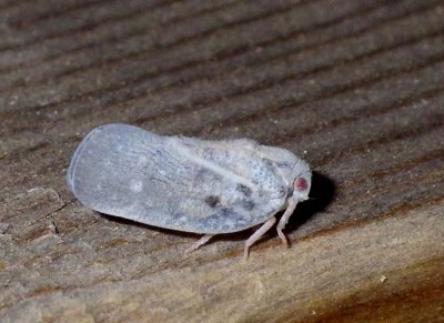 Leafhopper2.jpg