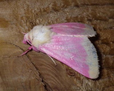 PrimroseMoth1.jpg