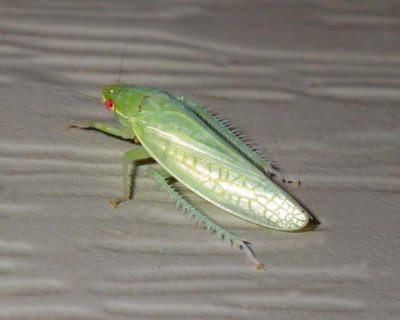 Leafhopper5.jpg
