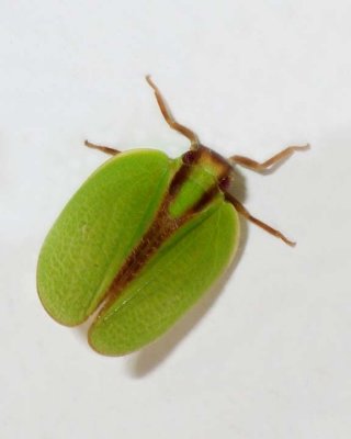 Leafhopper6.jpg
