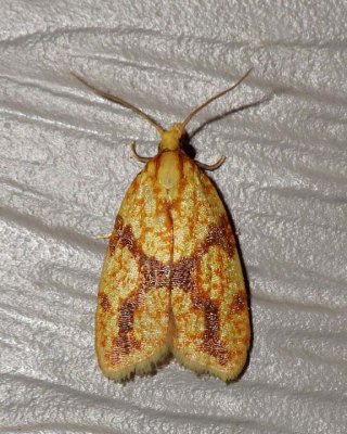 SparganothisFruitwormMoth1.jpg