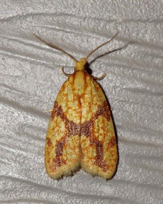 SparganothisFruitwormMoth1.jpg