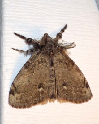 WhiteMarkedTussockMoth1.jpg