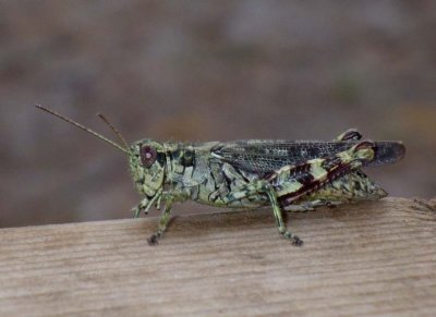 Grasshopper8.jpg