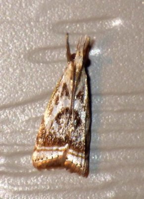 ElegantGrassVeneerMoth1.jpg