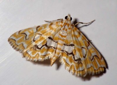 PondsidePyralidMoth2.jpg