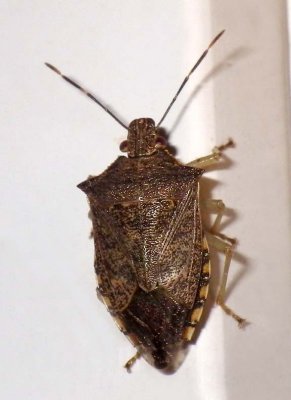 StinkBug10.jpg