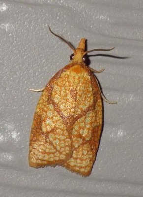 ReticulatedSparganothisMoth1.jpg