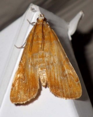 WaterlilyBorerMoth3.jpg