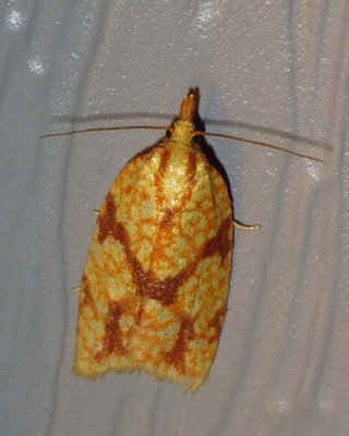 SparganothisFruitwormMoth5.jpg