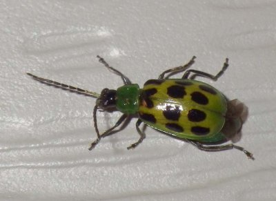 SpottedCucumberBeetle1.jpg