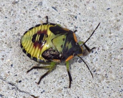 GreenStinkBugNymph2.jpg