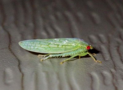 Leafhopper17.jpg