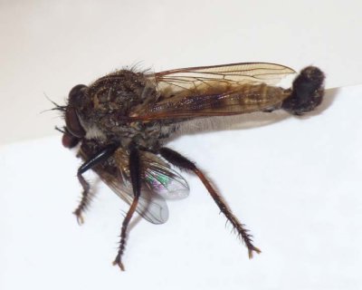 Robberfly34.jpg