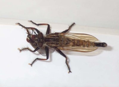 Robberfly37.jpg