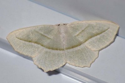 PaleBeautyMoth9.jpg