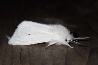 VirginianTigerMoth13.jpg